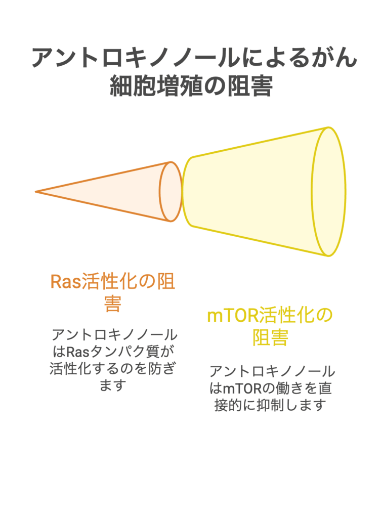 アントロキノノールによるがん細胞増殖阻害